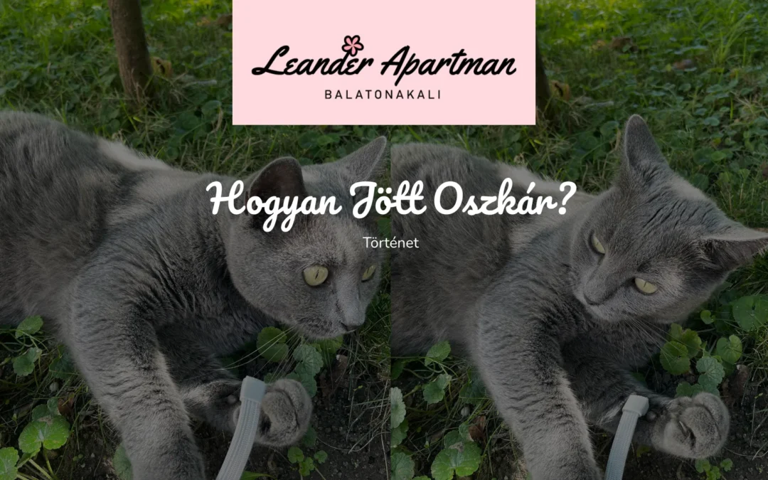 Oszkár Cicánk Története – Hogyan Lett az Apartman Lelke?